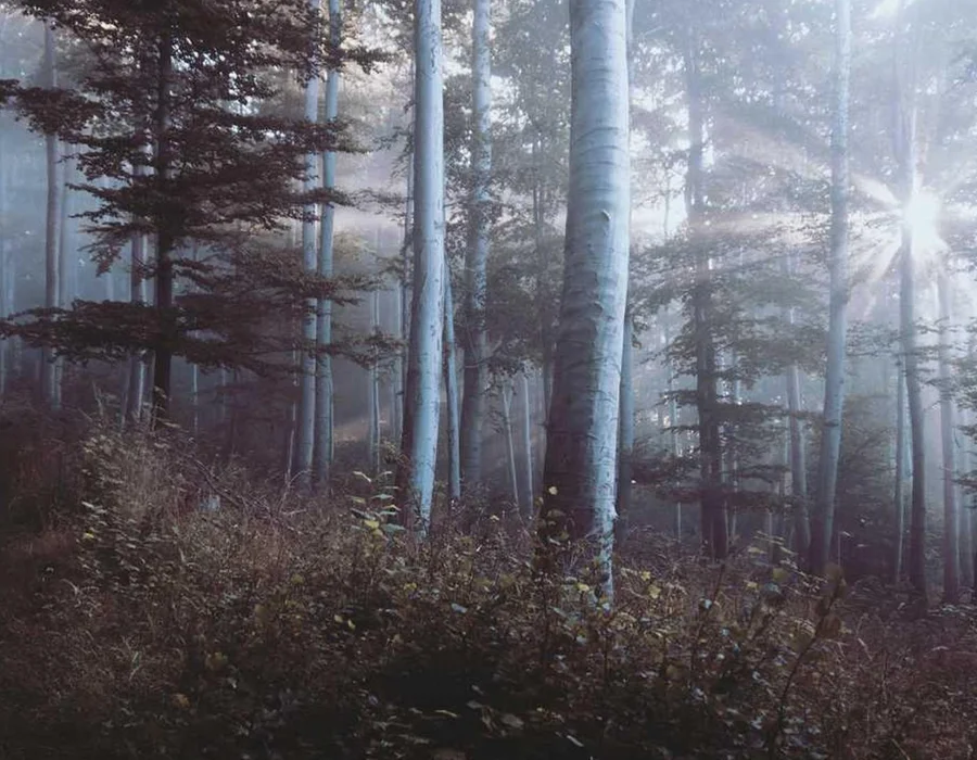 Palabras clave en Python: elif