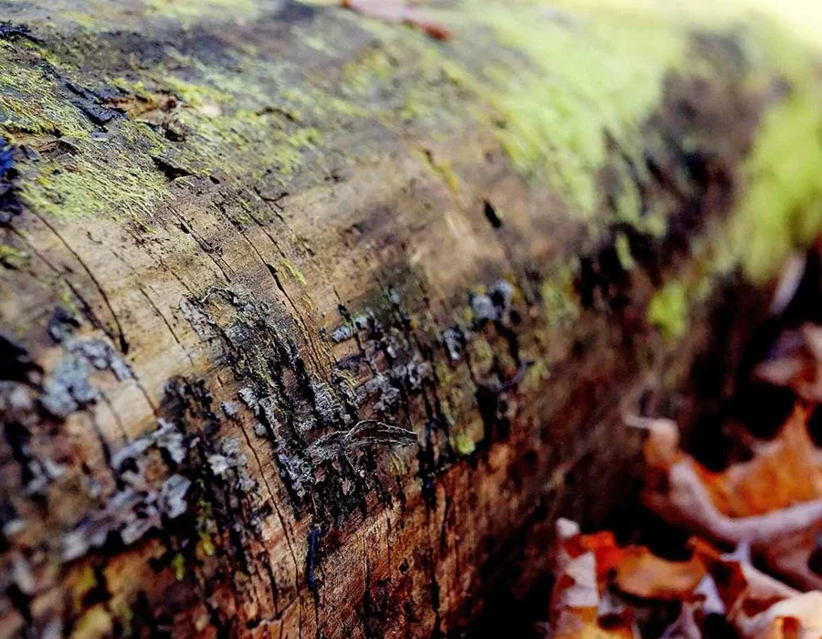 Iniciando con Tkinter para desarrollo GUI