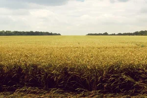 Palabras clave en Python: global