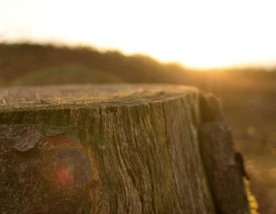 Palabras clave en Python: True