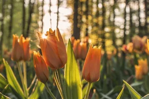 Patrones de diseño en Python